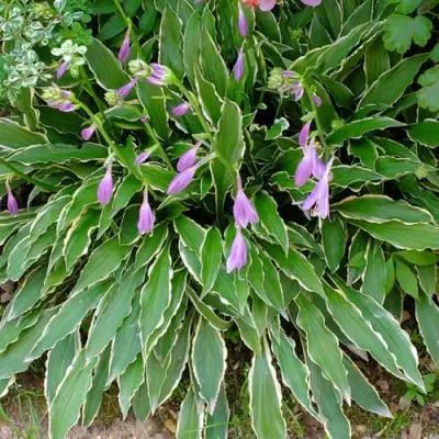 Хоста СТИЛЕТТО гибридная в Слониме