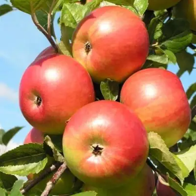 Яблоня ФРИДОМ в Слониме