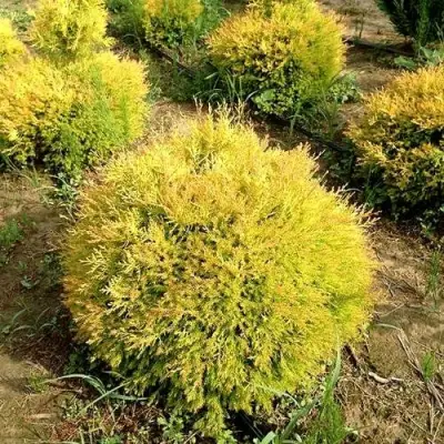 Туя ГЛОБОЗА АУРЕА западная в Слониме