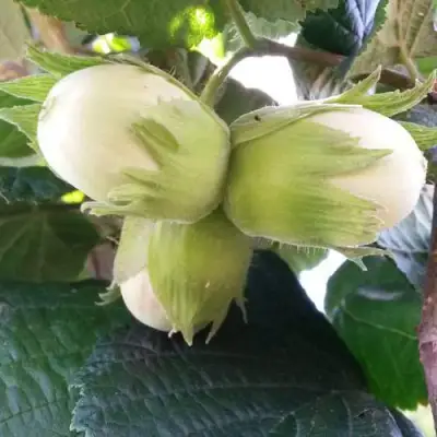 Фундук ЮННАТ в Слониме