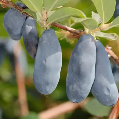 саженцы жимолости синий утес