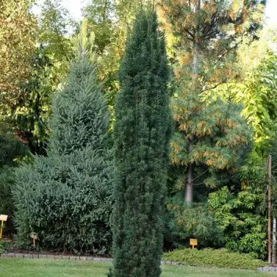 Тис ВОЙТЕК средний  в Слониме