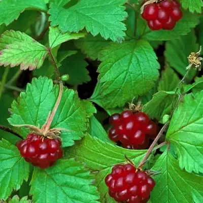 Княженика АУРА в Слониме