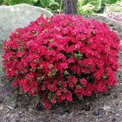 Азалия КАНЗОНЕТТА японская в Слониме