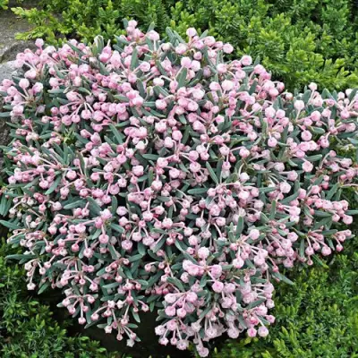 Андромеда БЛЮ АЙС многолистная   в Слониме