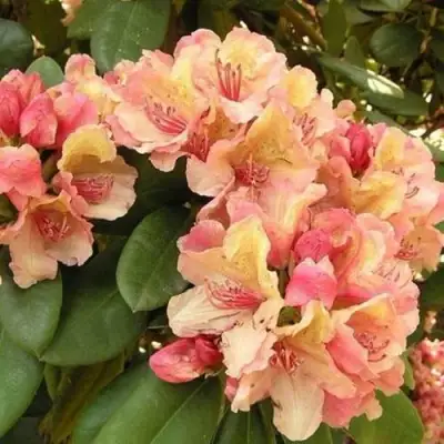 Рододендрон ФЛАУТАНДО в Слониме