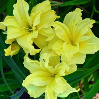 Лилейник ДАБЛ РИВЕР ВАЙ гибридный в Слониме