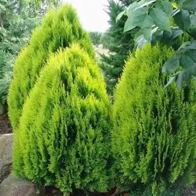 Туя восточная в Слониме