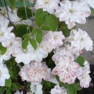 Клематис ИННОСЕНТ БЛАШ в Слониме