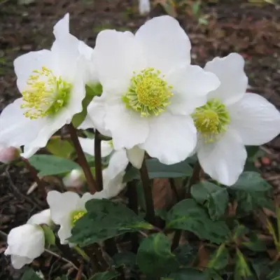 Морозник ЧЕРНЫЙ в Слониме