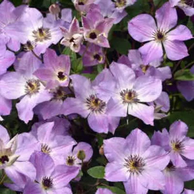 Клематис МОНИНГ СКАЙ в Слониме