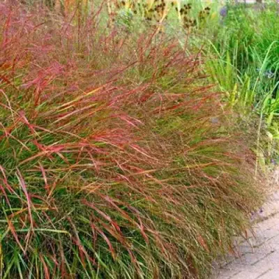 Просо ШЕНАНДО прутьевидное в Слониме