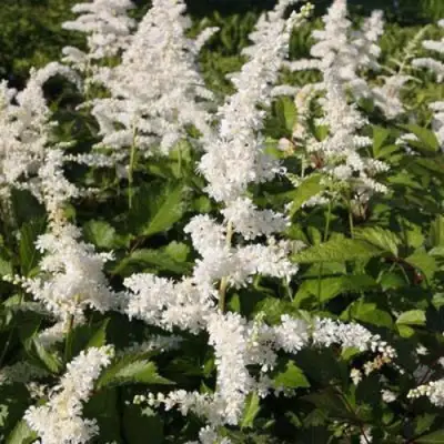 Астильба ДОЙЧЛАНД японская в Слониме