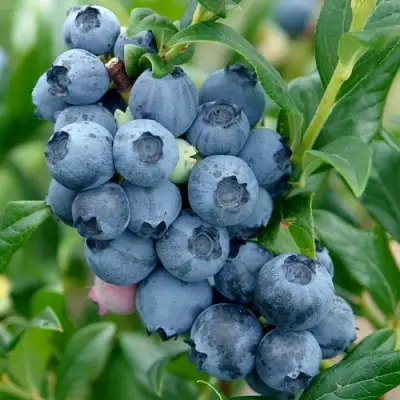 Голубика ХАРДИБЛЮ в Слониме