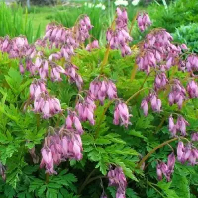 Дицентра изящная в Слониме