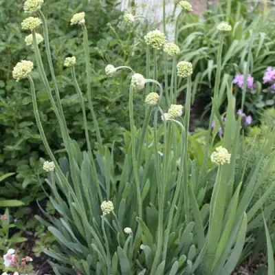 Лук слизун в Слониме