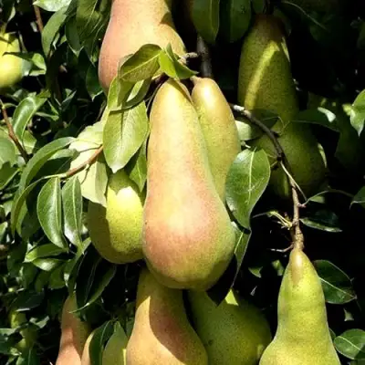 Груша КОНКОРД в Слониме