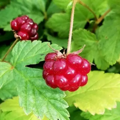 Княженика АННА в Слониме