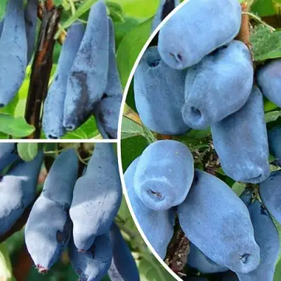 Комплект СИЯНИЕ ГЛАЗ в Слониме