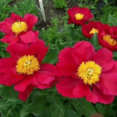 Пион АМЕРИКА травянистый в Слониме