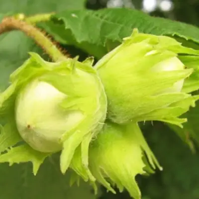 Фундук КАТАЛОНСКИЙ в Слониме