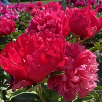 Пион БЕЛГРАВИЯ травянистый в Слониме