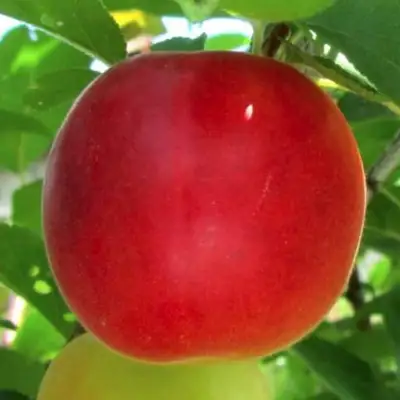 Плумкот БИРИКОККОЛО БОЛОГНЕС в Слониме