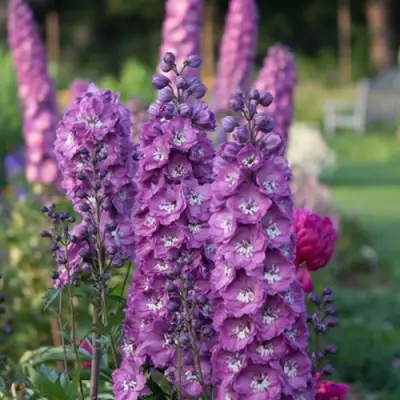 Дельфиниум ДЕЛЬФИС ПИНК ПАУЭ высокий в Слониме