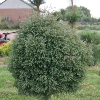 Туя вересковидная в Слониме