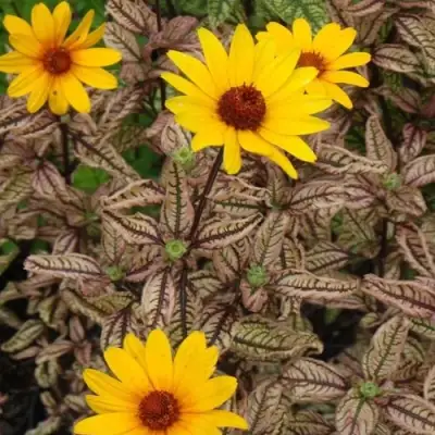 Гелиопсис САММЕР ПИНК в Слониме