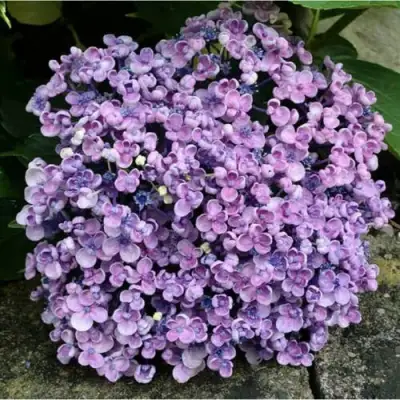 Гортензия АИША крупнолистная  в Слониме