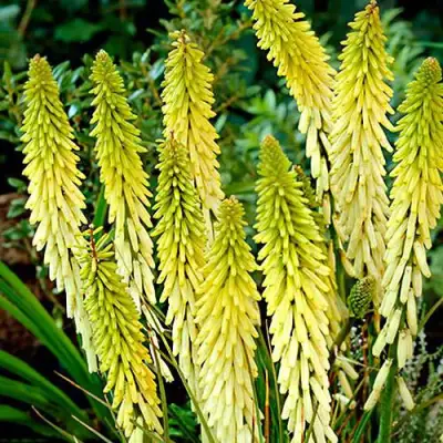 Книфофия ЛИТТЛ МЕЙД гибридная в Слониме