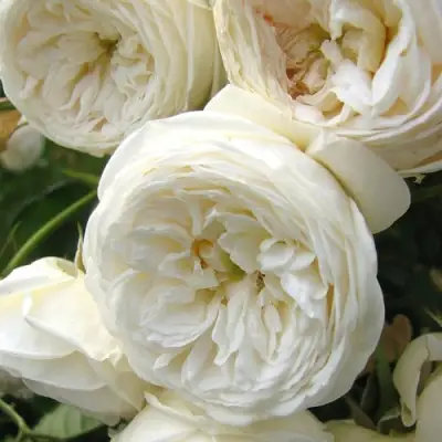 Роза АРТЕМИС шраб в Слониме