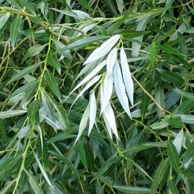 Ива ломкая  в Слониме