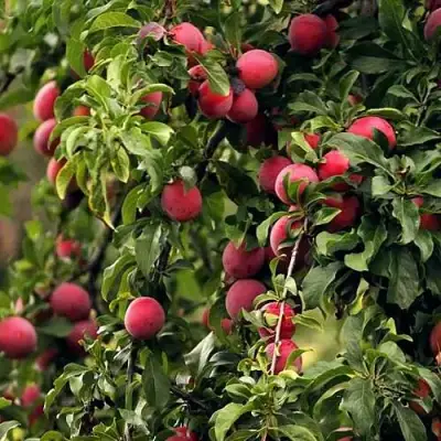 Слива КЛЕОПАТРА в Слониме