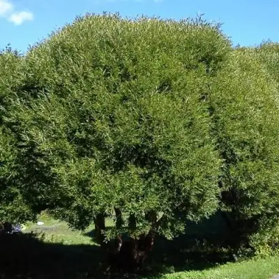 Ива ломкая  в Слониме