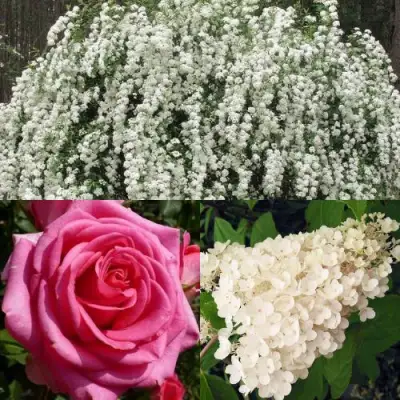 Комплект ВЕЧНАЯ КЛАССИКА в Слониме