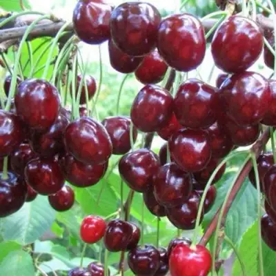 Черешня ОВСТУЖЕНКА в Слониме