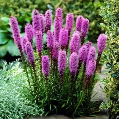 Лиатрис РОЗЕА колосковая в Слониме