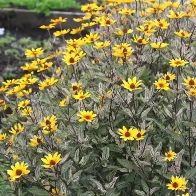 Гелиопсис САММЕР ПИНК в Слониме