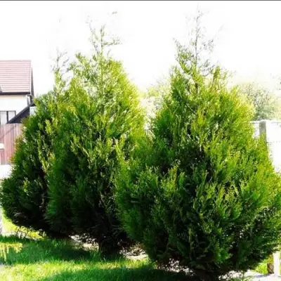 Туя АТРОВИРЕНС складчатая в Слониме
