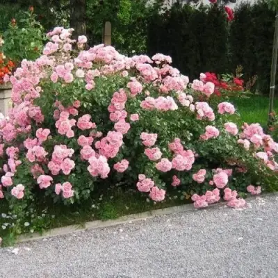 Роза БОНИКА флорибунда в Слониме