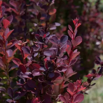 Барбарис ХЕЛМОНД ПИЛЛАР тунберга в Слониме