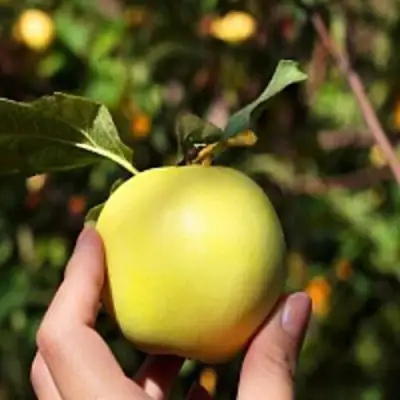 Яблоня РОССИЯНКА в Слониме