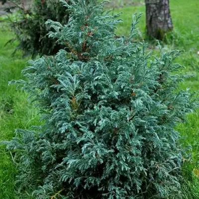 Кипарисовик БЕБИ БЛЮ горохоплодный в Слониме