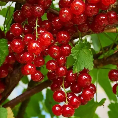 Смородина красная НАТАЛИ в Слониме