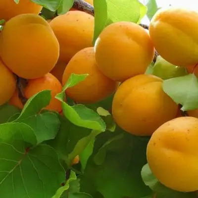 Абрикос ЖИГУЛЕВСКИЙ СУВЕНИР в Слониме