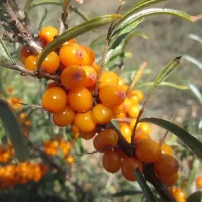 Облепиха СУДАРУШКА в Слониме