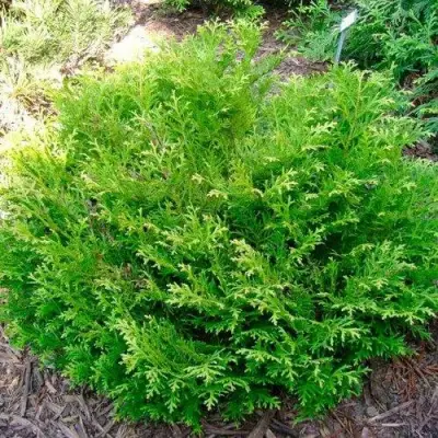 Туевик НАНА долотовидный  в Слониме