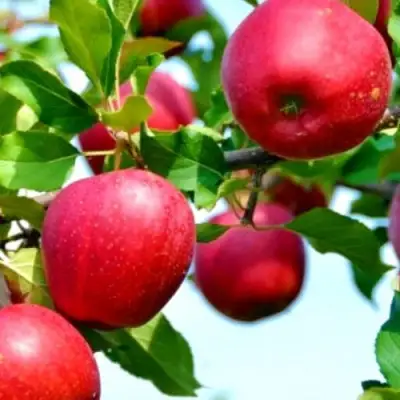 Яблоня МОДИ в Слониме